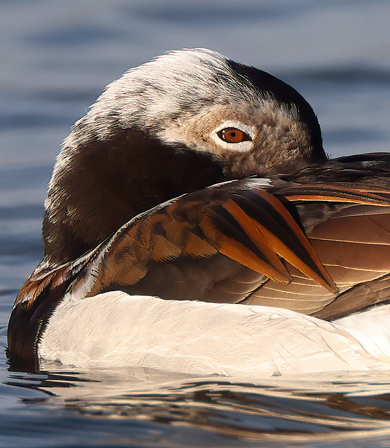 Long-tailed duck